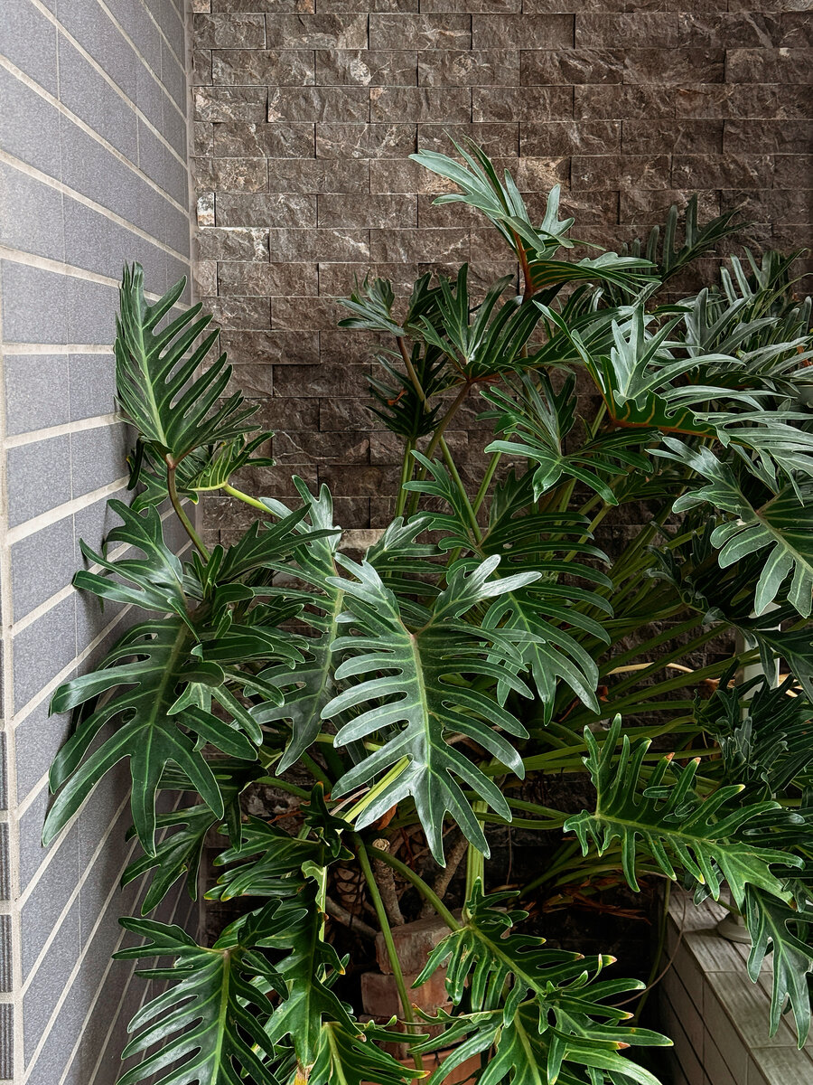 星空藍白三人房 4